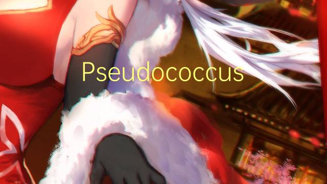 Pseudococcus comstocki是什么意思 Pseudococcus comstocki的读音、翻译、用法