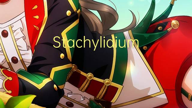Stachylidium是什么意思 Stachylidium的读音、翻译、用法