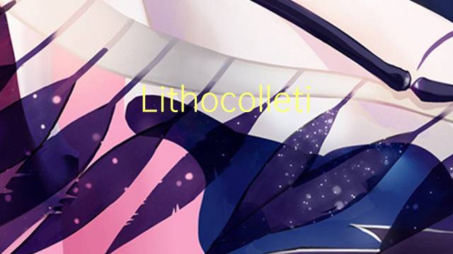 Lithocolletis是什么意思 Lithocolletis的读音、翻译、用法