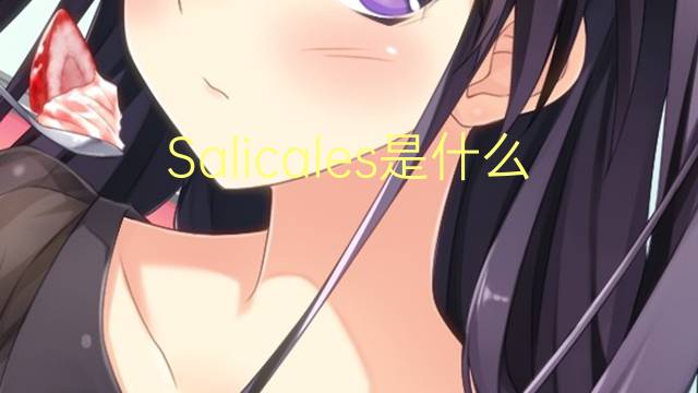 Salicales是什么意思 Salicales的读音、翻译、用法