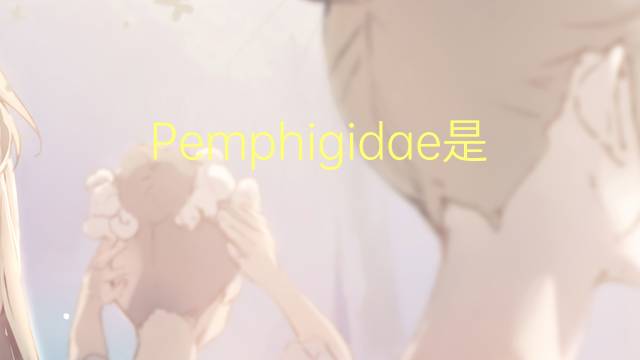 Pemphigidae是什么意思 Pemphigidae的读音、翻译、用法