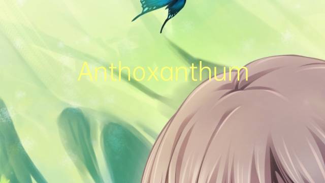 Anthoxanthum是什么意思 Anthoxanthum的读音、翻译、用法