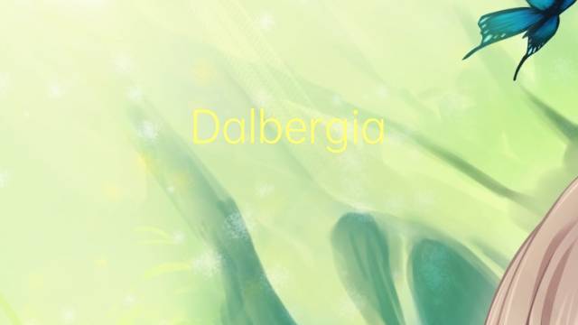 Dalbergia retusa是什么意思 Dalbergia retusa的读音、翻译、用法