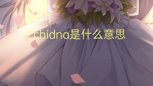 Echidna是什么意思 Echidna的读音、翻译、用法