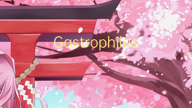 Gastrophilus是什么意思 Gastrophilus的读音、翻译、用法