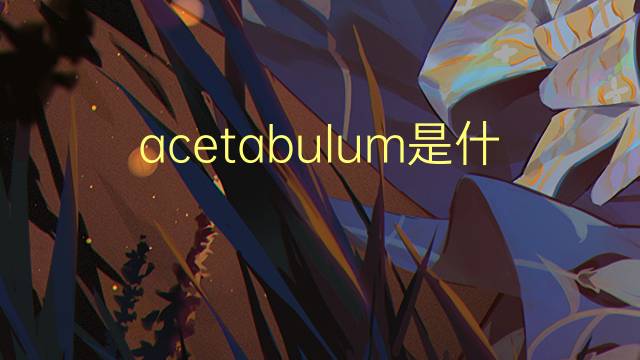 acetabulum是什么意思 acetabulum的读音、翻译、用法