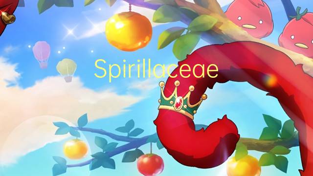 Spirillaceae是什么意思 Spirillaceae的读音、翻译、用法