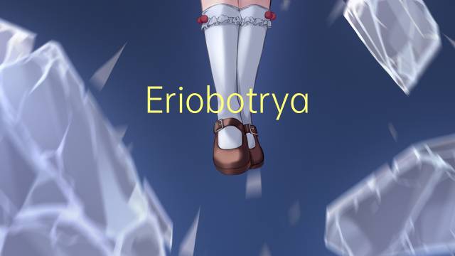 Eriobotrya japonica是什么意思 Eriobotrya japonica的读音、翻译、用法