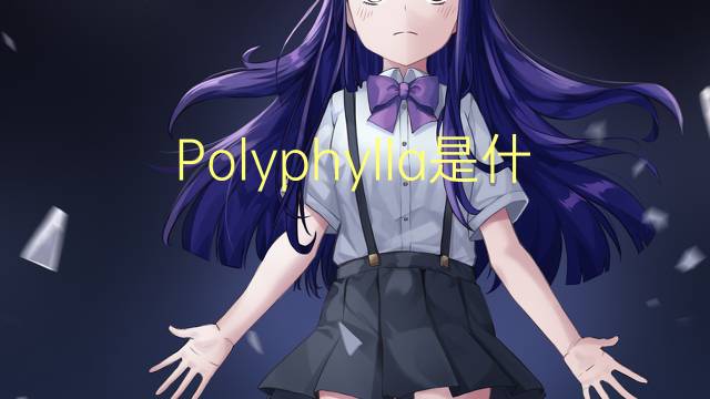 Polyphylla是什么意思 Polyphylla的读音、翻译、用法