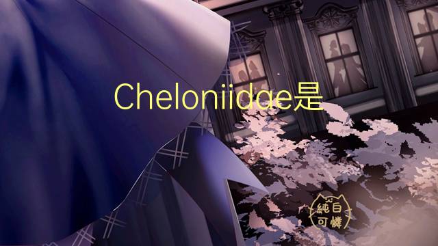 Cheloniidae是什么意思 Cheloniidae的读音、翻译、用法