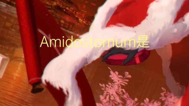 Amidostomum是什么意思 Amidostomum的读音、翻译、用法