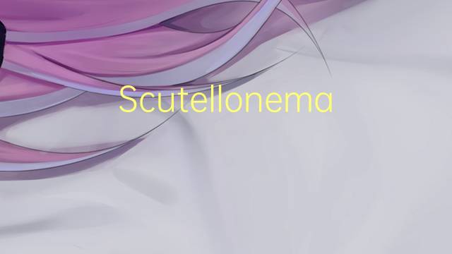 Scutellonema是什么意思 Scutellonema的读音、翻译、用法