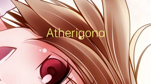 Atherigona soccata是什么意思 Atherigona soccata的读音、翻译、用法