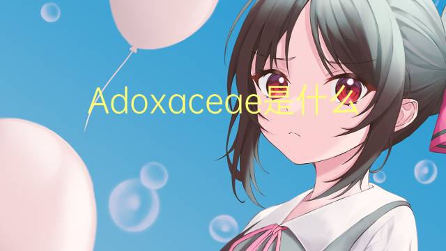 Adoxaceae是什么意思 Adoxaceae的读音、翻译、用法