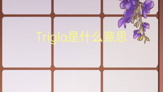 Trigla是什么意思 Trigla的读音、翻译、用法