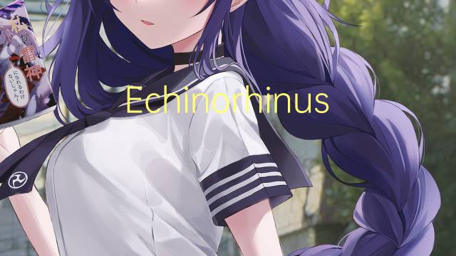 Echinorhinus cookei是什么意思 Echinorhinus cookei的读音、翻译、用法