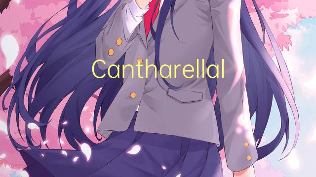 Cantharellales是什么意思 Cantharellales的读音、翻译、用法
