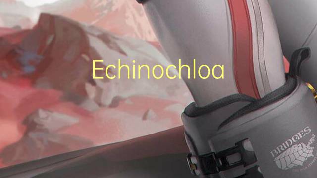 Echinochloa turnerana是什么意思 Echinochloa turnerana的读音、翻译、用法