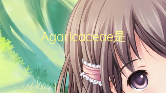 Agaricaceae是什么意思 Agaricaceae的读音、翻译、用法