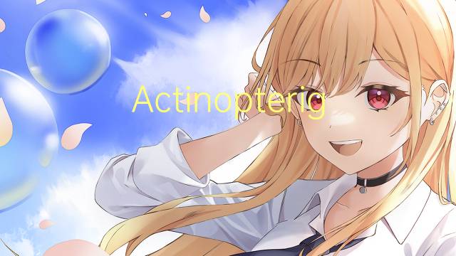 Actinopterigio是什么意思 Actinopterigio的读音、翻译、用法