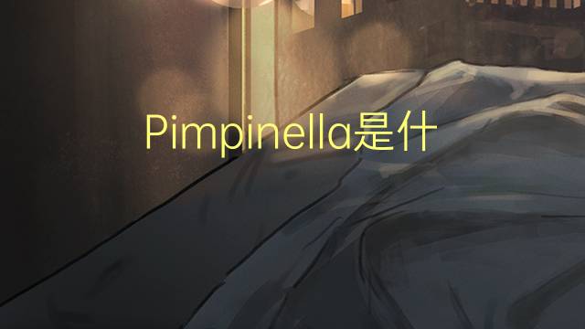 Pimpinella是什么意思 Pimpinella的读音、翻译、用法