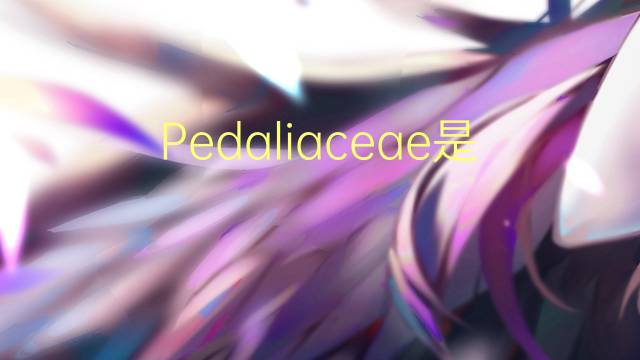 Pedaliaceae是什么意思 Pedaliaceae的读音、翻译、用法