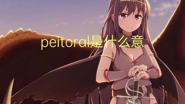 peitoral是什么意思 peitoral的读音、翻译、用法