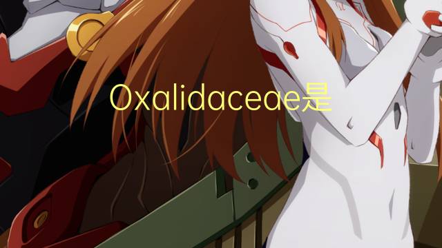 Oxalidaceae是什么意思 Oxalidaceae的读音、翻译、用法