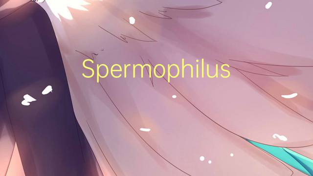 Spermophilus是什么意思 Spermophilus的读音、翻译、用法