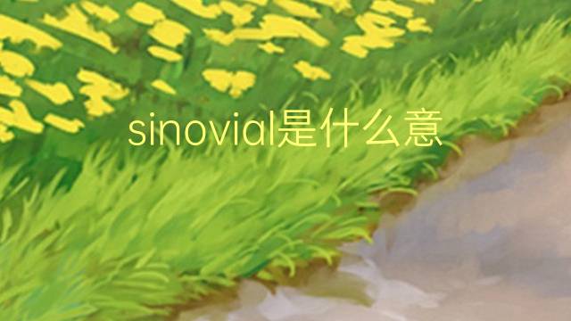 sinovial是什么意思 sinovial的读音、翻译、用法