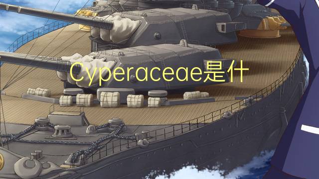 Cyperaceae是什么意思 Cyperaceae的读音、翻译、用法