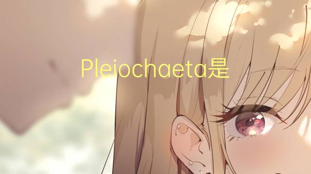 Pleiochaeta是什么意思 Pleiochaeta的读音、翻译、用法