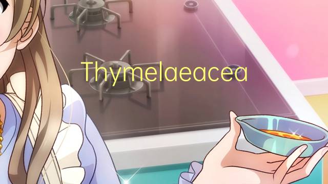 Thymelaeaceae是什么意思 Thymelaeaceae的读音、翻译、用法