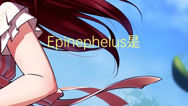 Epinephelus是什么意思 Epinephelus的读音、翻译、用法