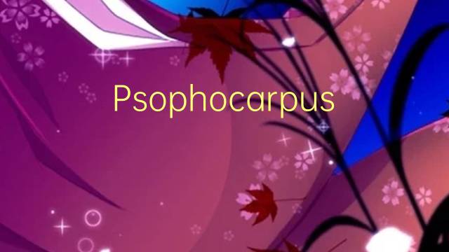 Psophocarpus tetragonolobus是什么意思 Psophocarpus tetragonolobus的读音、