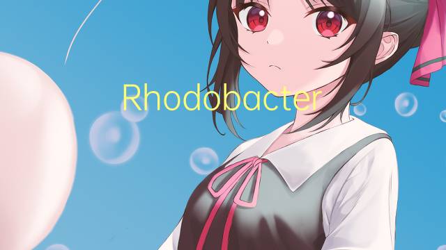 Rhodobacter capsulatus是什么意思 Rhodobacter capsulatus的读音、翻译、用法
