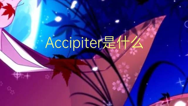 Accipiter是什么意思 Accipiter的读音、翻译、用法