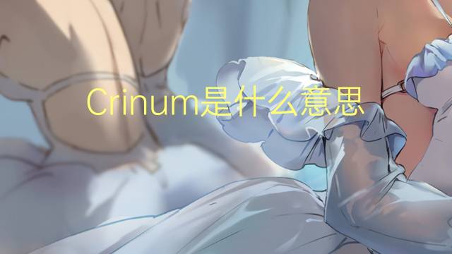 Crinum是什么意思 Crinum的读音、翻译、用法