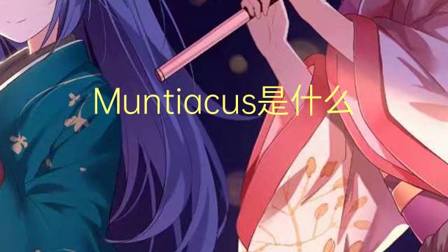 Muntiacus是什么意思 Muntiacus的读音、翻译、用法