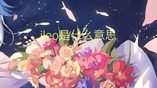 ileo是什么意思 ileo的读音、翻译、用法