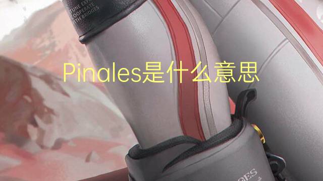 Pinales是什么意思 Pinales的读音、翻译、用法