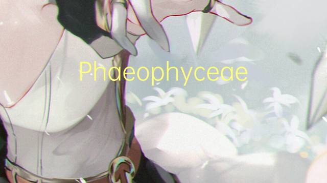 Phaeophyceae是什么意思 Phaeophyceae的读音、翻译、用法