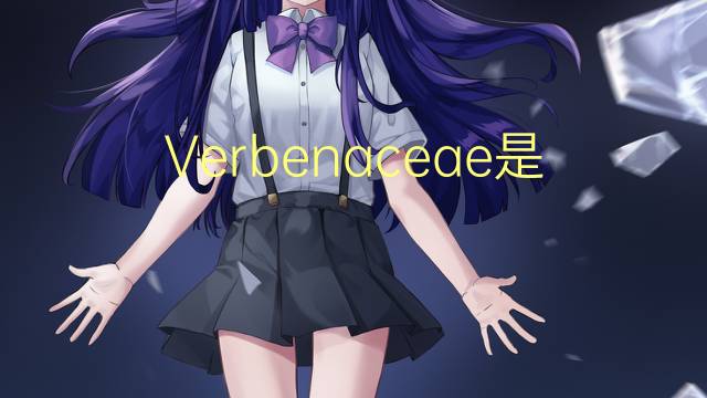 Verbenaceae是什么意思 Verbenaceae的读音、翻译、用法