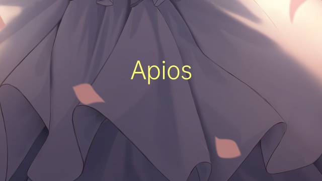 Apios americana是什么意思 Apios americana的读音、翻译、用法