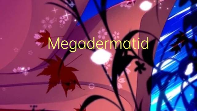 Megadermatidae是什么意思 Megadermatidae的读音、翻译、用法