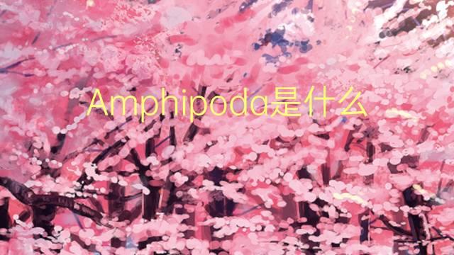 Amphipoda是什么意思 Amphipoda的读音、翻译、用法