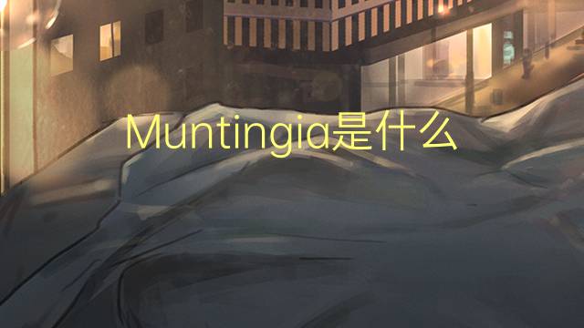 Muntingia是什么意思 Muntingia的读音、翻译、用法