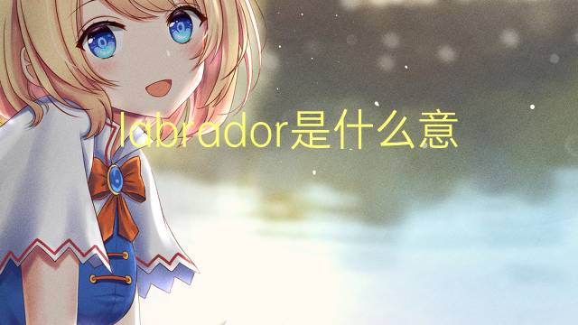 labrador是什么意思 labrador的读音、翻译、用法