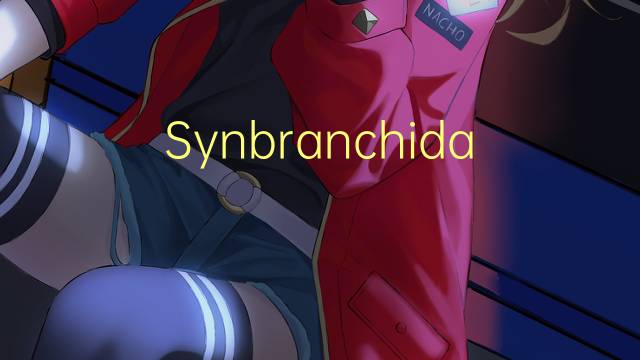 Synbranchidae是什么意思 Synbranchidae的读音、翻译、用法