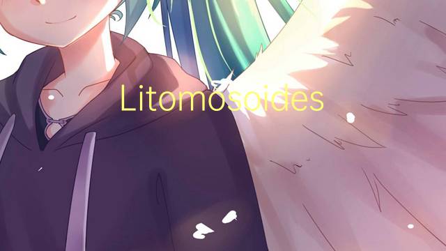 Litomosoides是什么意思 Litomosoides的读音、翻译、用法